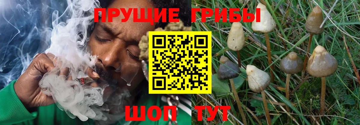 Галлюциногенные грибы GOLDEN TEACHER  Вход с VPN  Новошахтинск 